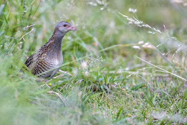 Corncrake