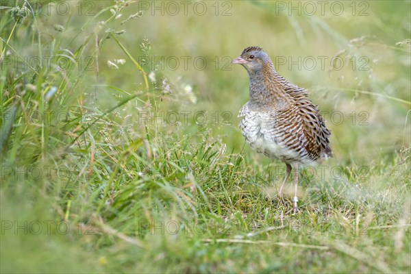 Corncrake