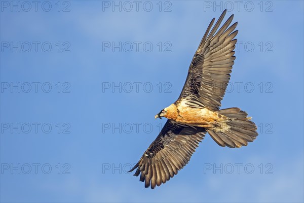 Bearded vulture