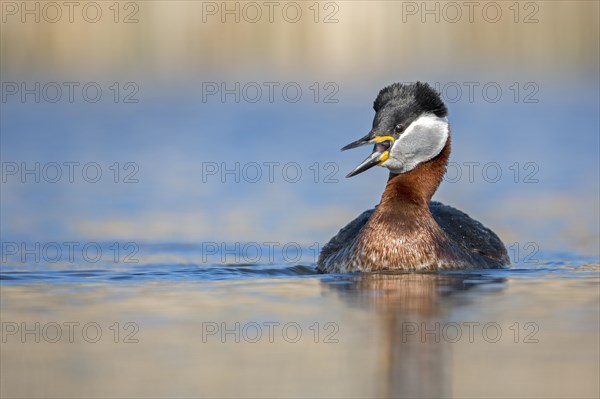 Red-necked grebe