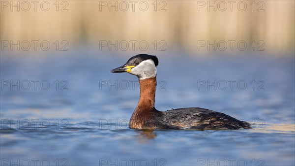 Red-necked grebe