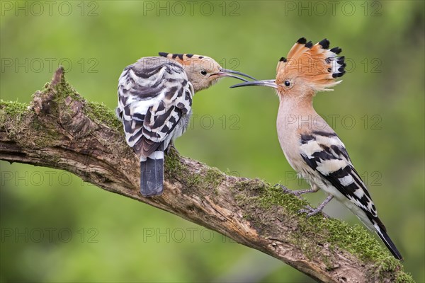 Hoopoe