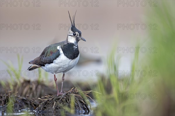 Northern lapwing