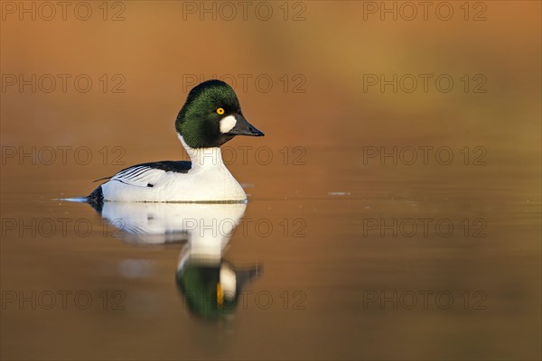 Common goldeneye