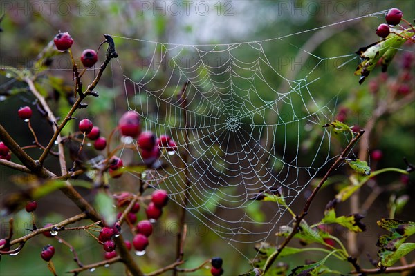 Cobweb in morning dew