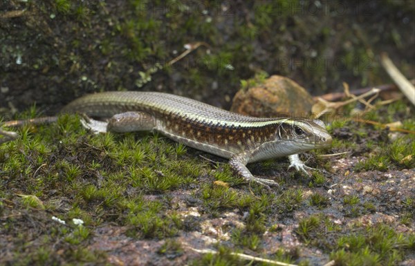 Madagascar girdled lizard