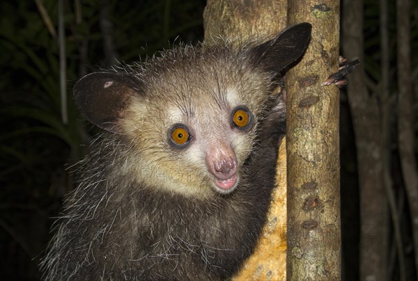 Aye-aye