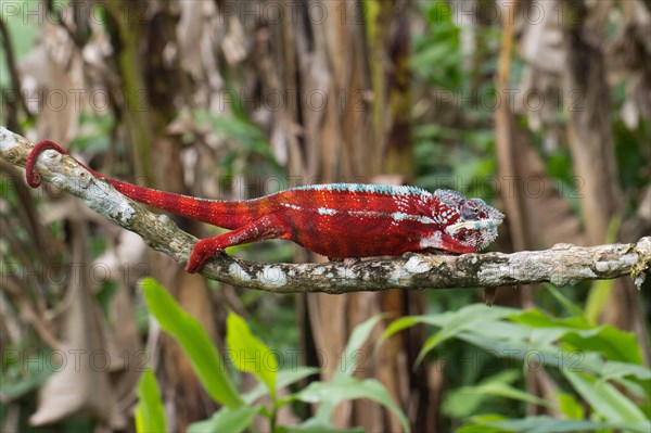 Panther chameleon