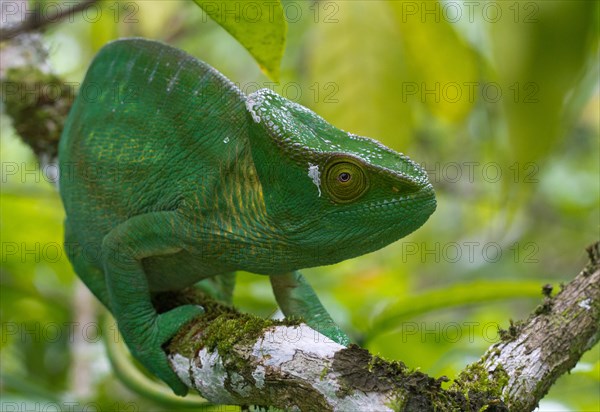 Parson's chameleon