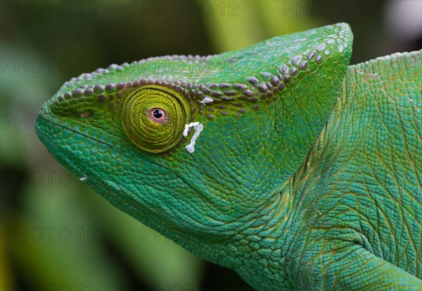 Parson's chameleon