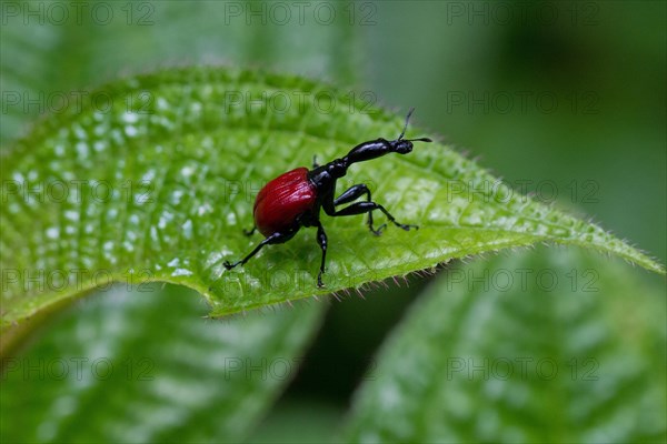 Giraffe weevil