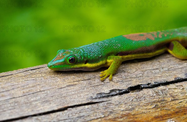 Lined day gecko