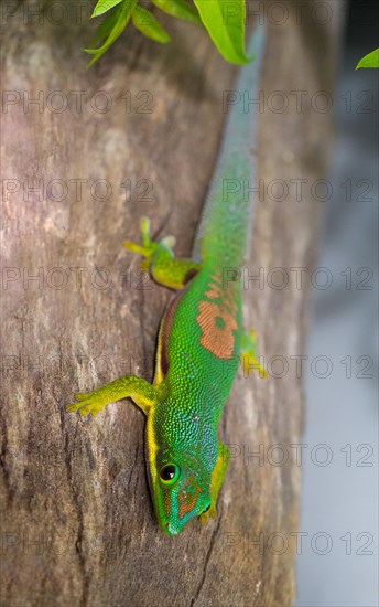 Lined day gecko