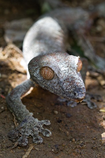 Giant leaf-tailed gecko