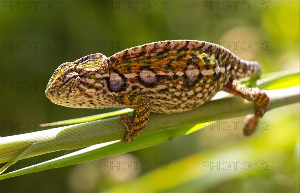 Carpet chameleon