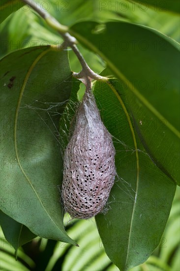 Comet moth cocoon