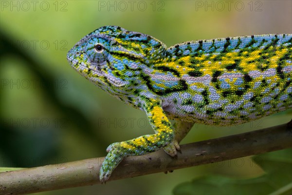 Carpet chameleon