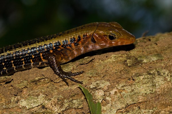 Western Girdled Lizard