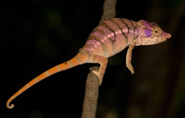 Rhinoceros chameleon