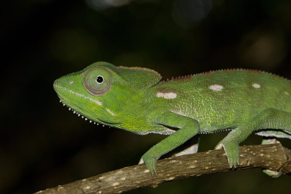 Malagasy giant chameleon