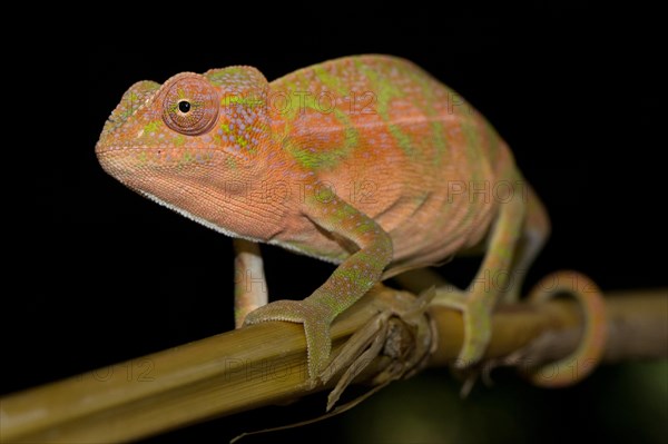 Chameleon