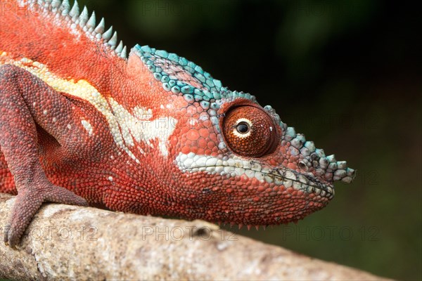 Panther chameleon