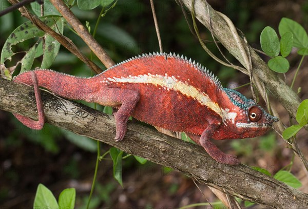 Panther chameleon