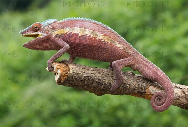 Panther chameleon