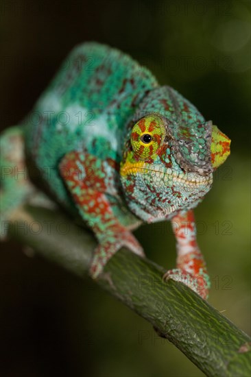 Panther chameleon