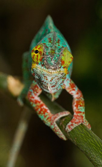 Panther chameleon