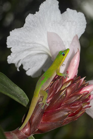 Gold dust day gecko