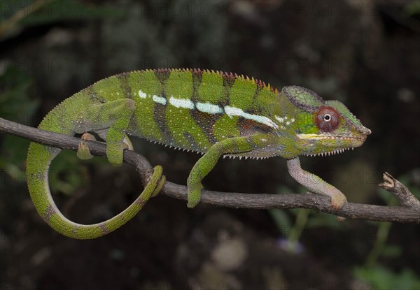 Panther chameleon