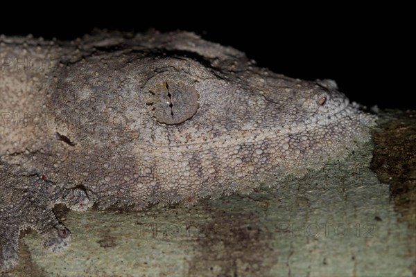 Henkel's leaf-tailed gecko