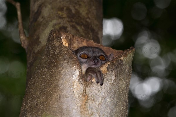 Ankarana Sportive Lemur