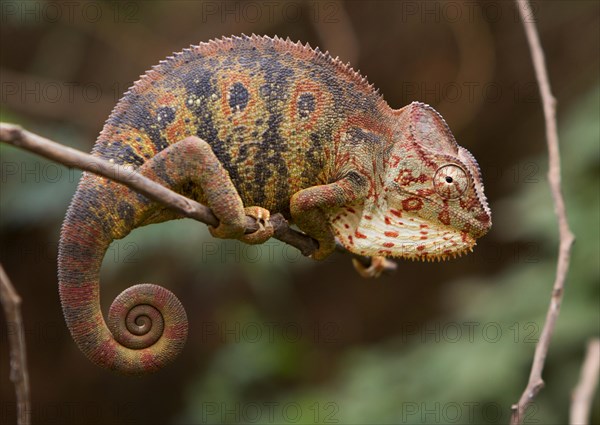 Malagasy giant chameleon