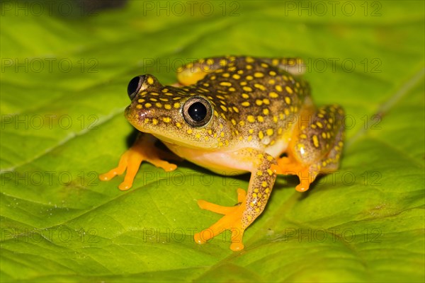 Whitebelly reed frog