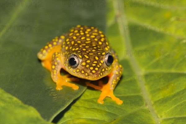 Whitebelly reed frog