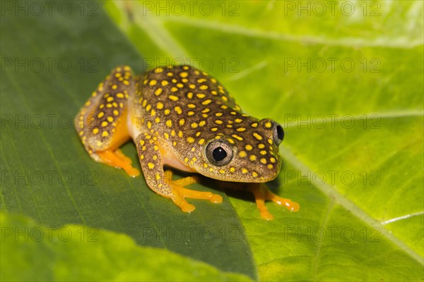 Whitebelly reed frog