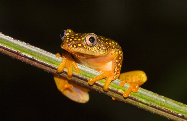 Whitebelly reed frog