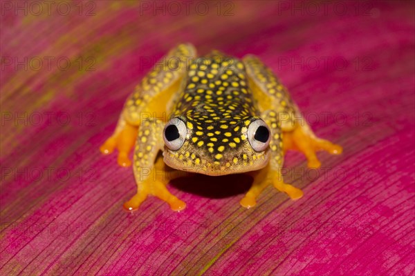 Whitebelly reed frog