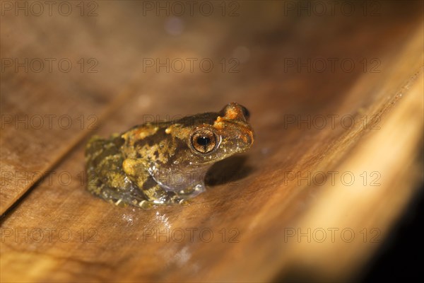 Narrow mouthed frog