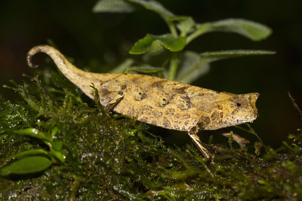 Brown leaf chameleon