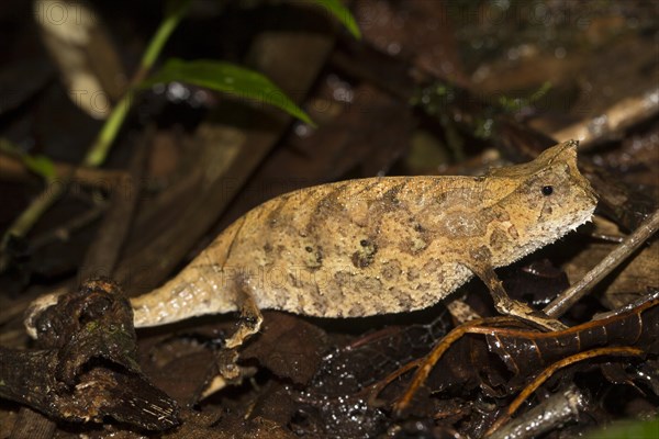 Brown leaf chameleon