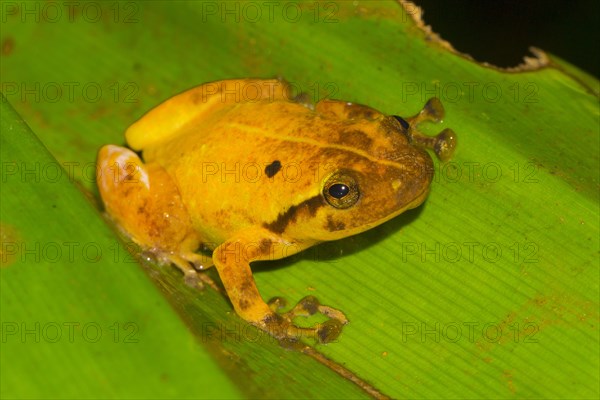 Narrow mouthed frog