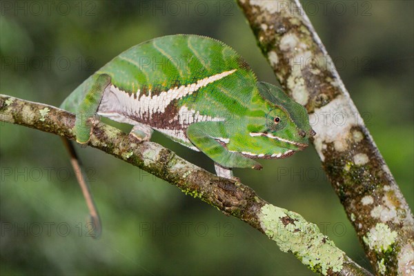 Two-banded chameleon or rainforest chameleon