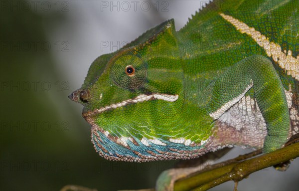 Two-banded chameleon or rainforest chameleon