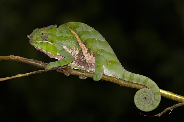 Chameleon