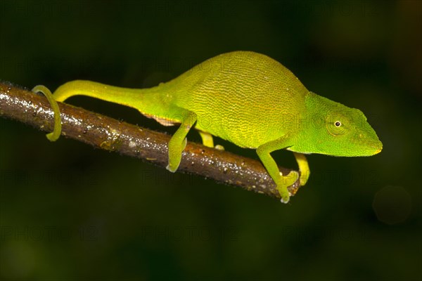 Chameleon