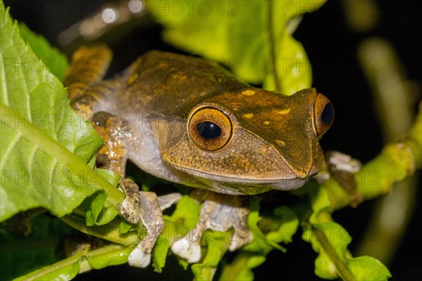 Madagascar Bright-eyed Frog