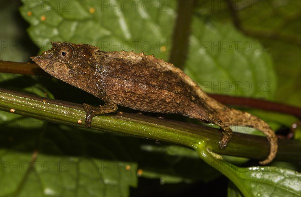 Elongate leaf chameleon